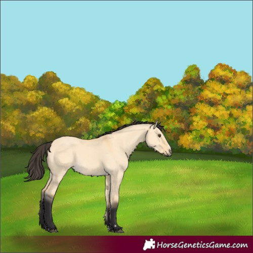 Horse Color:Buckskin Dun 