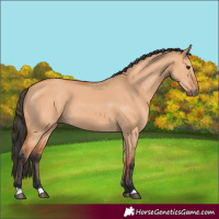 Horse Color:Bay Dun 