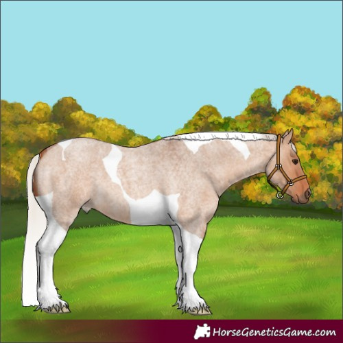 Horse Color:Silver Bay Roan Dun Tobiano 