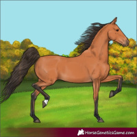Horse Color:Bay 