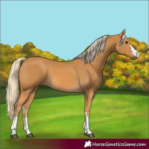 Horse Color:Palomino 