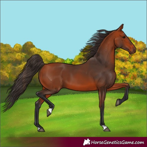 Horse Color:Bay 