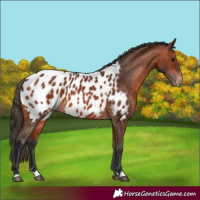 Horse Color:Bay Appaloosa 
