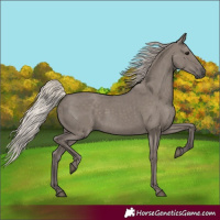 Horse Color:Silver Grullo 