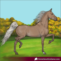 Horse Color:Silver Grullo