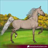 Horse Color:Silver Grullo 
