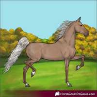 Horse Color:Silver Grullo 