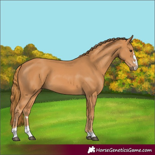 Horse Color:Chestnut 
