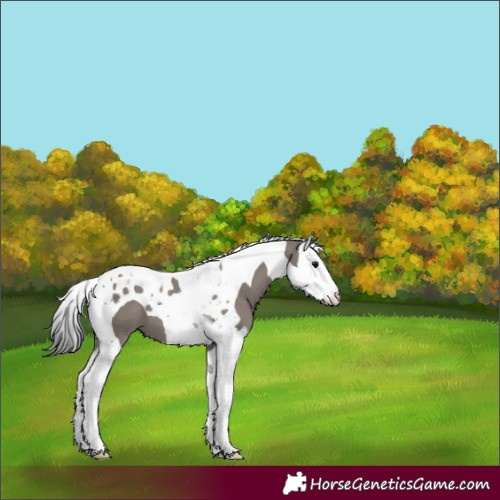 Horse Color:Grullo Splash Tobiano 