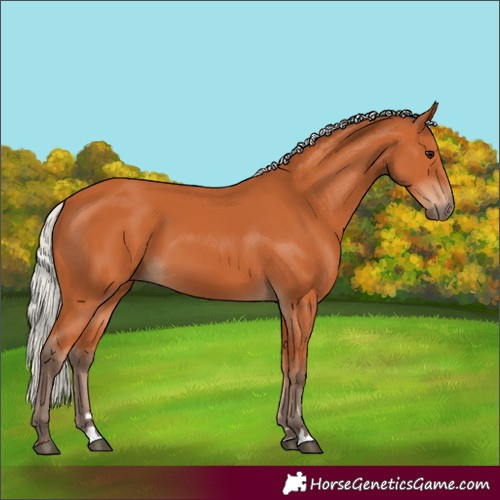 Horse Color:Silver Bay 