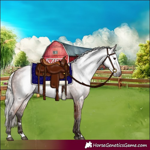 Horse Color:Gray Silver Bay 