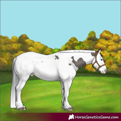 Horse Color:Grullo Splash Tobiano 