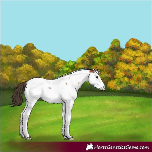 Horse Color:Bay Splash Tobiano Appaloosa 