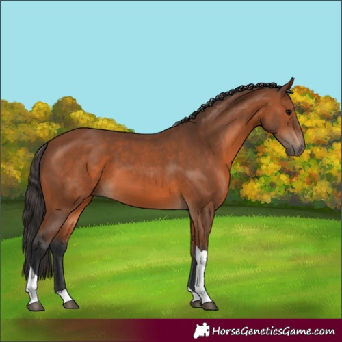 Horse Color:Bay Tobiano 