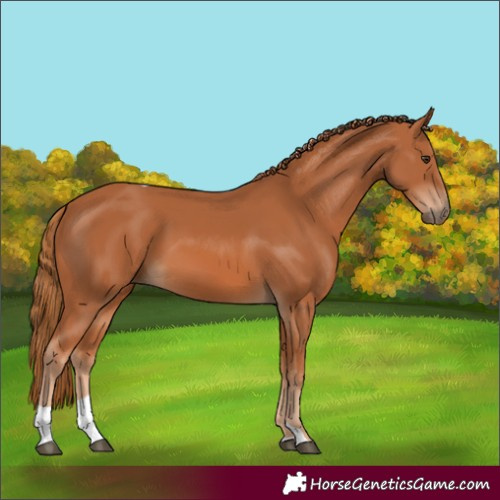 Horse Color:Chestnut Tobiano 