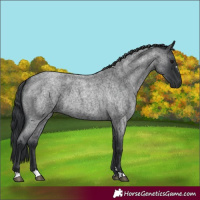 Horse Color:Blue Roan 
