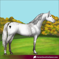 Horse Color:Gray White Spotted Silver Blue Roan Appaloosa 