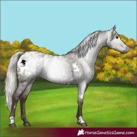 Horse Color:Gray White Spotted Silver Blue Roan Appaloosa 