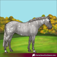Horse Color:White Spotted Silver Blue Roan 