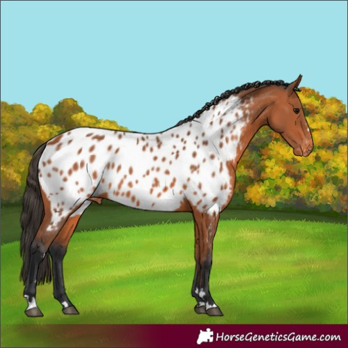 Horse Color:Bay Near Leopard