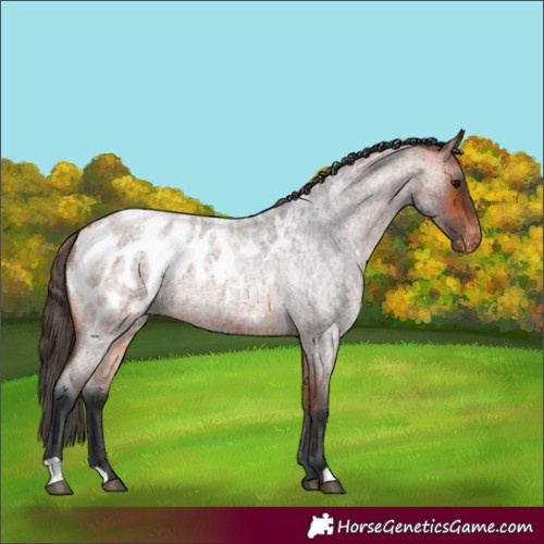 Horse Color:Bay Roan Appaloosa 