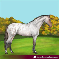 Horse Color:Bay Roan Appaloosa 