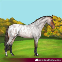 Horse Color:Bay Roan Appaloosa