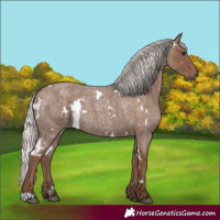 Horse Color:White Spotted Silver Blue Roan 