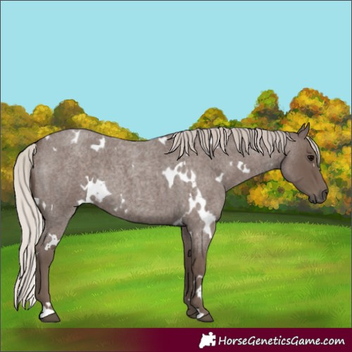 Horse Color:White Spotted Silver Blue Roan 