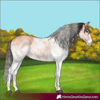 Horse Color:White Spotted Bay 