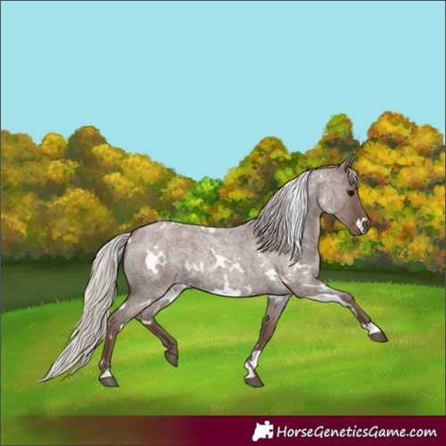 Horse Color:Unknown 