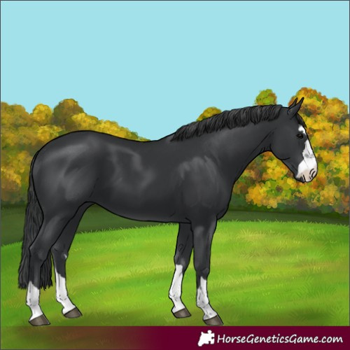 Horse Color:Unknown 