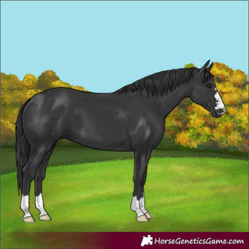 Horse Color:Black 