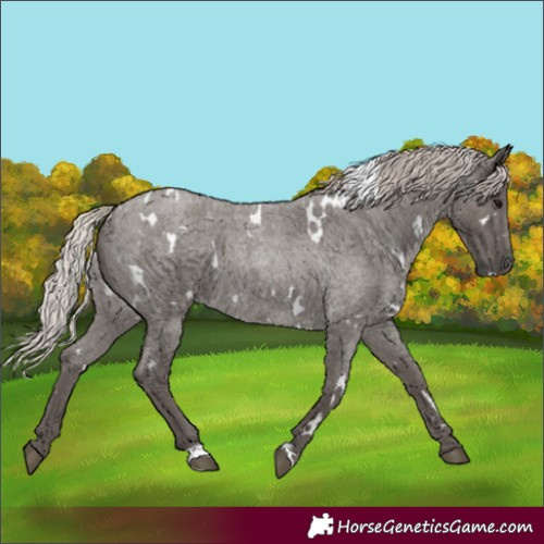 Horse Color:White Spotted Silver Blue Roan 