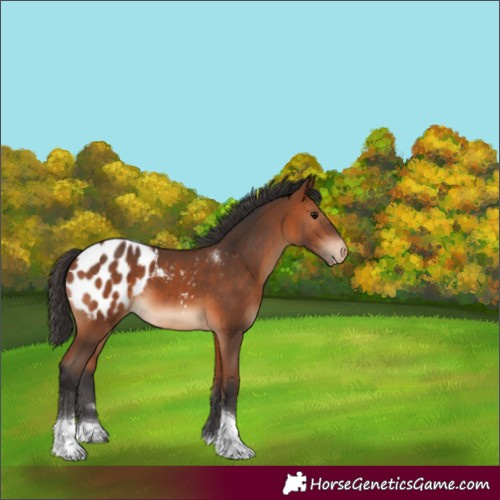 Horse Color:Unknown 