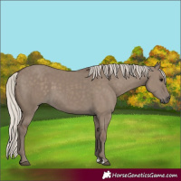 Horse Color:Silver Grullo
