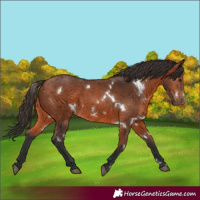 Horse Color:White Spotted Bay 