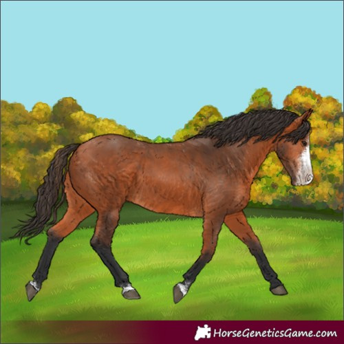 Horse Color:Bay Sabino 