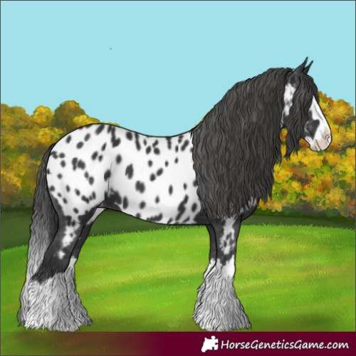 Horse Color:Black Splash Near Leopard 