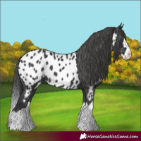 Horse Color:Black Splash Appaloosa 