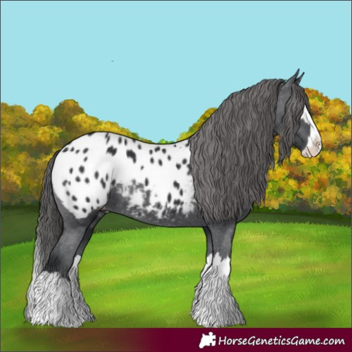 Horse Color:Black Splash Appaloosa 