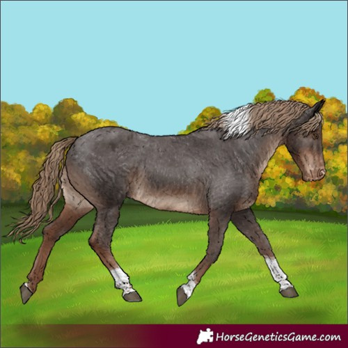 Horse Color:Liver Chestnut Tobiano Appaloosa Rabicano