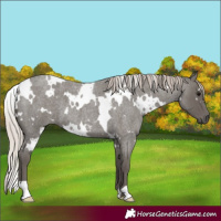 Horse Color:White Spotted Silver Blue Roan 