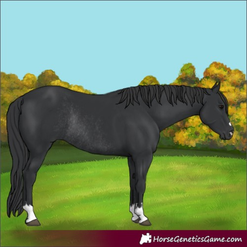Horse Color:Black Rabicano 