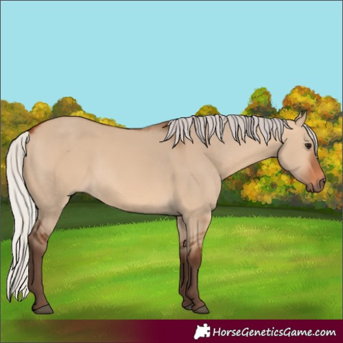 Horse Color:Silver Bay Dun 