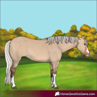 Horse Color:Silver Bay Dun 