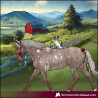 Horse Color:White Spotted Silver Blue Roan 