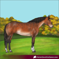 Horse Color:Bay Tobiano Rabicano 