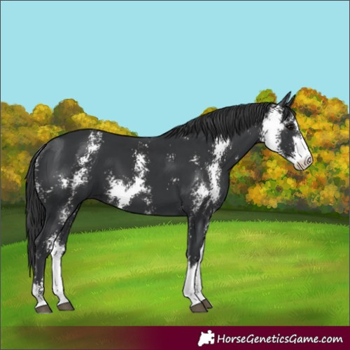 Horse Color:Black Sabino 