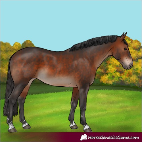 Horse Color:Bay 